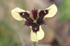 Moraea lurida