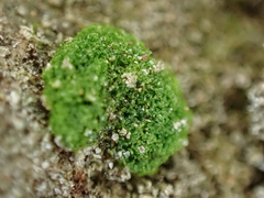 Riccia cavernosa