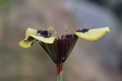 Moraea lurida