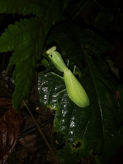 Hierodula latipennis