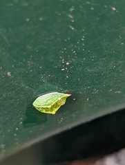 Prolimacodes badia