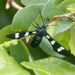 Syntomeida syntomoides