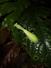 Hierodula latipennis