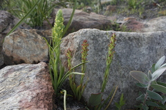 Disa bracteata