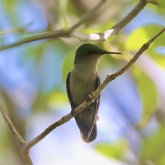 Orthorhyncus cristatus