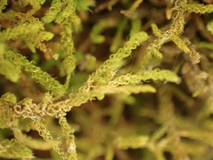 Claopodium crispifolium