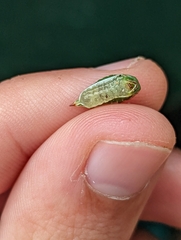Prolimacodes badia