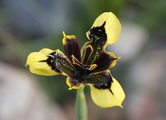 Moraea lurida
