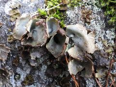 Umbilicaria hirsuta