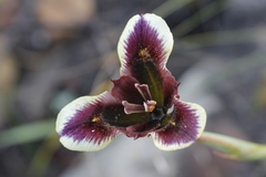 Moraea lurida