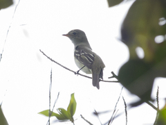 Elaenia parvirostris