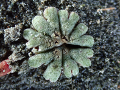 Riccia frostii