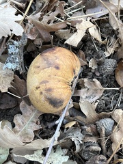 Andricus quercuscalifornicus