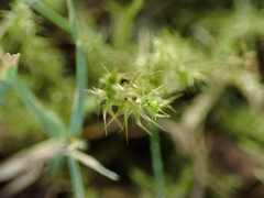 Rhytidiadelphus squarrosus