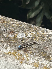 Argia apicalis