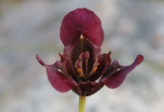 Moraea lurida