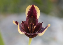 Moraea lurida