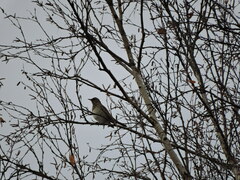 Turdus atrogularis
