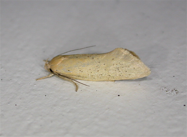 Yellow Litter Moth