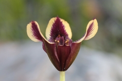 Moraea lurida