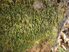 Homalia trichomanoides