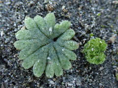 Riccia frostii