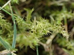 Rhytidiadelphus squarrosus