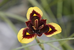Moraea lurida