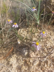 Galatella aragonensis