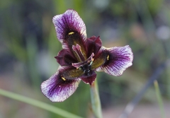 Moraea lurida
