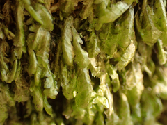 Homalia trichomanoides