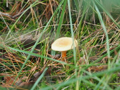 Suillus bovinus