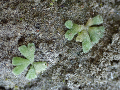Riccia frostii