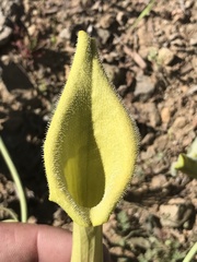 Aristolochia