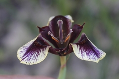 Moraea lurida