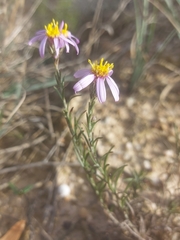 Galatella aragonensis
