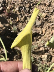 Aristolochia