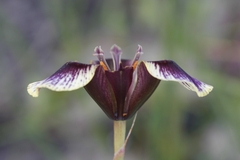 Moraea lurida