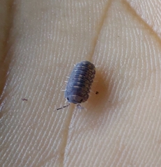 Armadillidae