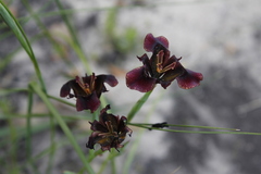 Moraea lurida
