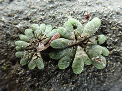 Riccia frostii