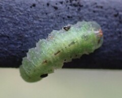 Epistrophe grossulariae