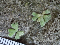Riccia frostii
