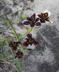 Moraea lurida