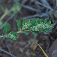 Euphorbia stictospora