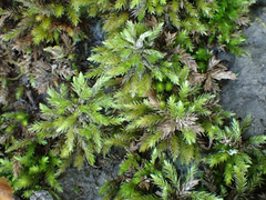 Climacium dendroides