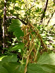 Cuscuta lupuliformis