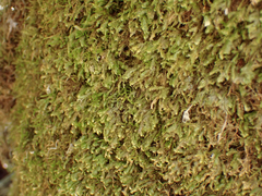 Homalia trichomanoides