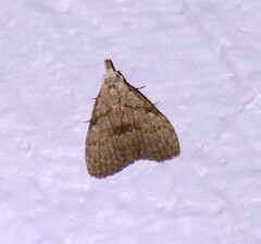 Nola involuta