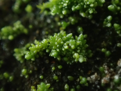 Bryum